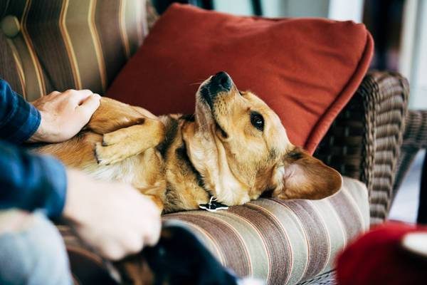 Dog laying on a couch.